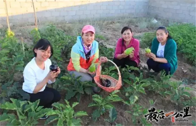 购买蜜蜂养殖技术光盘_蜜蜂蜂盘有什么功效和作用_蜜蜂盘可以吃吗