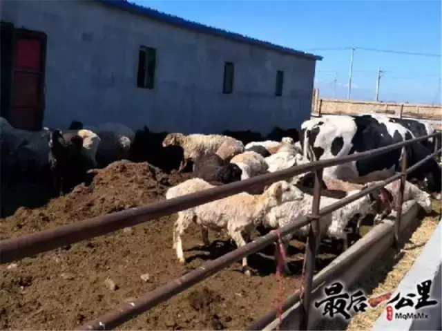 蜜蜂盘可以吃吗_购买蜜蜂养殖技术光盘_蜜蜂蜂盘有什么功效和作用