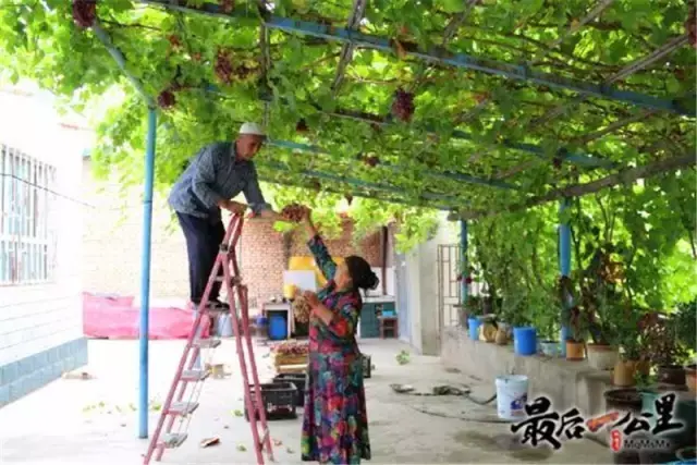 蜜蜂蜂盘有什么功效和作用_蜜蜂盘可以吃吗_购买蜜蜂养殖技术光盘