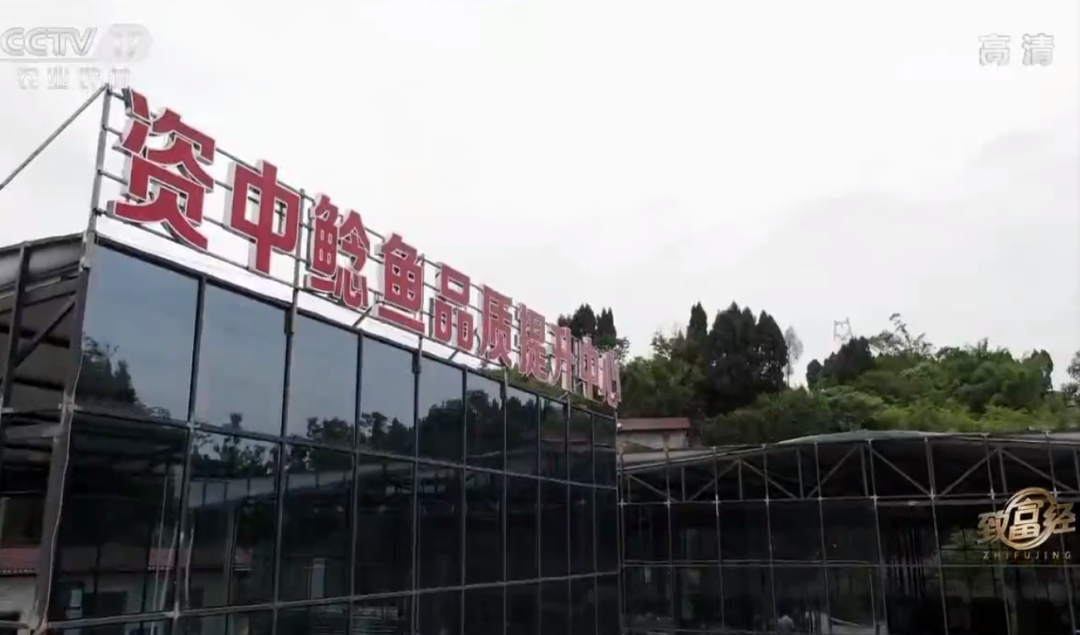 致富经鲶鱼_致富经鲶鱼养殖技术视频_鲶鱼 致富经