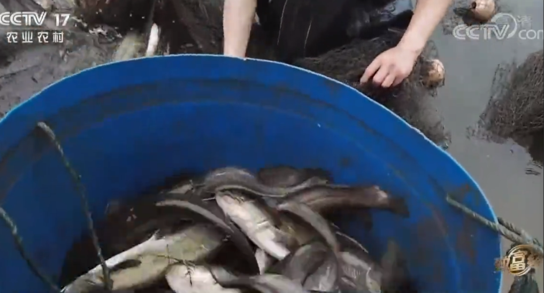 致富经鲶鱼养殖技术视频_致富经鲶鱼_鲶鱼 致富经
