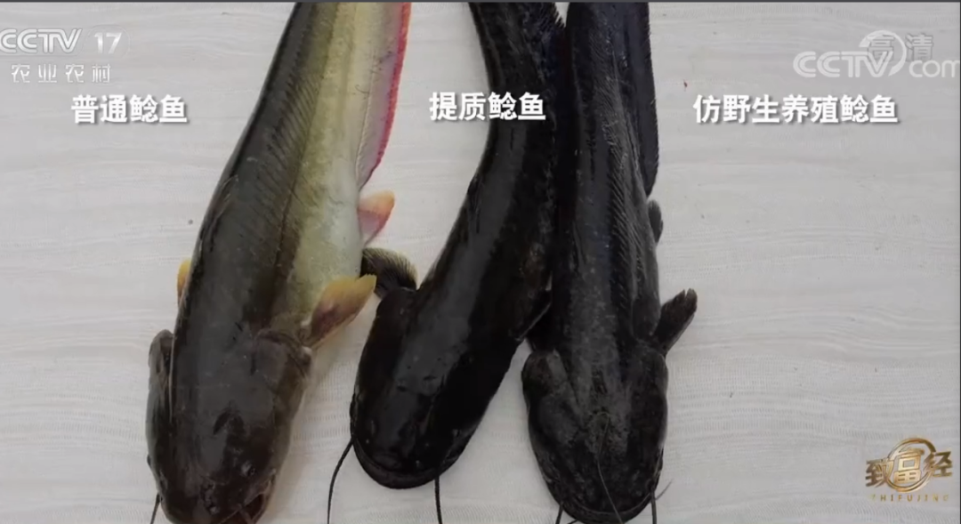 致富经鲶鱼_致富经鲶鱼养殖技术视频_鲶鱼 致富经
