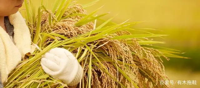 致富经农村种植业_农民致富种植项目_农业致富种植项目