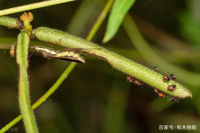 农业致富种植项目_农民致富种植项目_致富经农村种植业