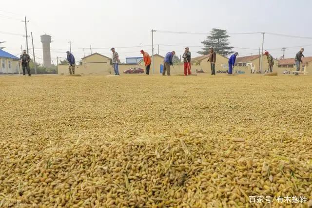农民致富种植项目_致富经农村种植业_农业致富种植项目