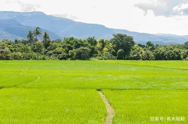 致富经农村种植业_农民致富种植项目_农业致富种植项目