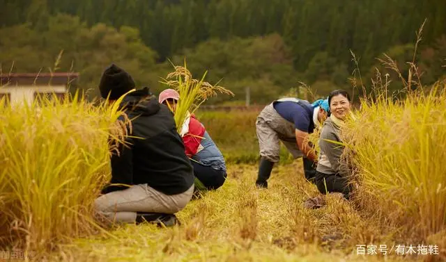 农业致富种植项目_农民致富种植项目_致富经农村种植业