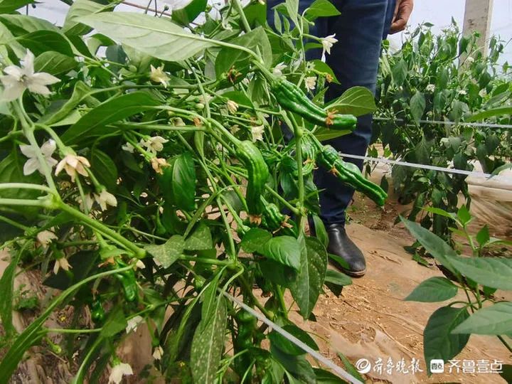 农村致富项目种植业_致富经农村种植业_农村致富新项目种植业