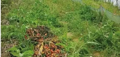 致富经养殖龙虾爱琢磨_致富经小龙虾养殖技术视频_龙虾致富经
