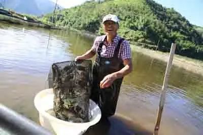 致富经小龙虾养殖技术视频_龙虾致富经_致富经养殖龙虾爱琢磨