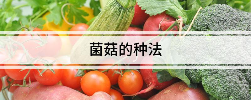 蘑菇种植基地图片_蘑菇种植园_蘑菇种植技术农广