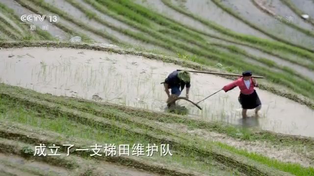 央视致富经养猪_央视7套致富经家蓄养殖_央视致富经养牛视频