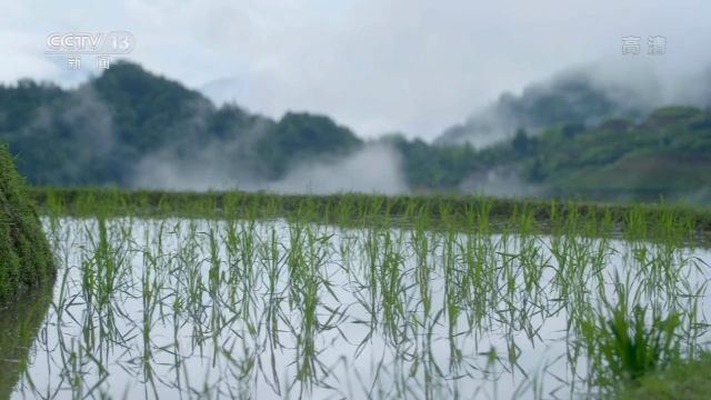 央视致富经养猪_央视致富经养牛视频_央视7套致富经家蓄养殖