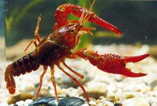 致富经养殖龙虾爱琢磨_龙虾致富经_致富经小龙虾养殖