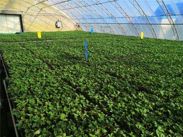 致富能种植草莓吗_种草莓发家致富_种植草莓能致富吗