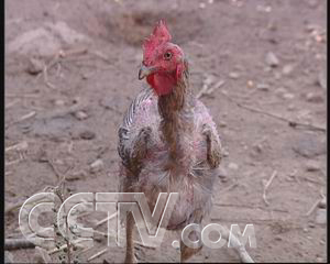中药养鸡致富故事视频_草药喂鸡致富经_中药鸡一致富经