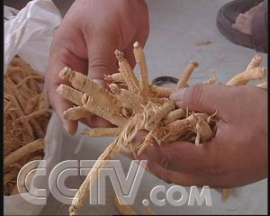 中药鸡一致富经_中药养鸡致富故事视频_草药喂鸡致富经