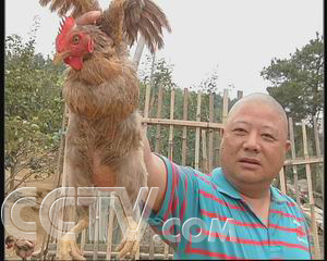 草药喂鸡致富经_中药鸡一致富经_中药养鸡致富故事视频