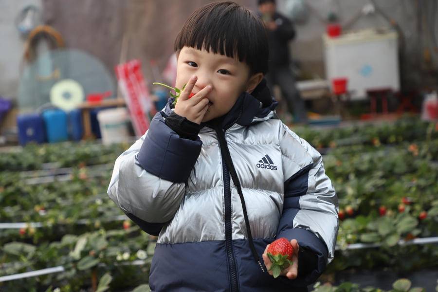 致富能种植草莓吗视频_种植草莓能致富吗_草莓种植致富经