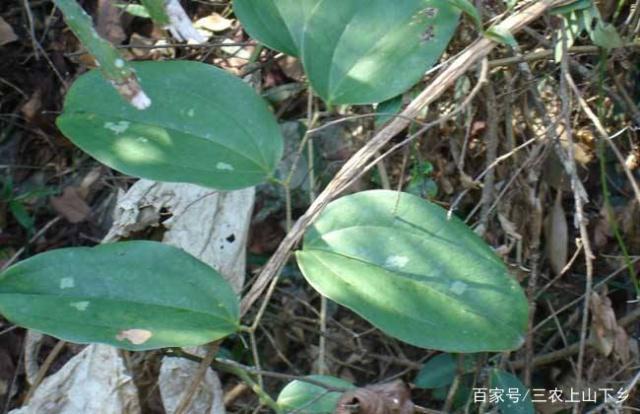 致富种植茯苓土壤_种植土茯苓致富_种植土茯苓致富经