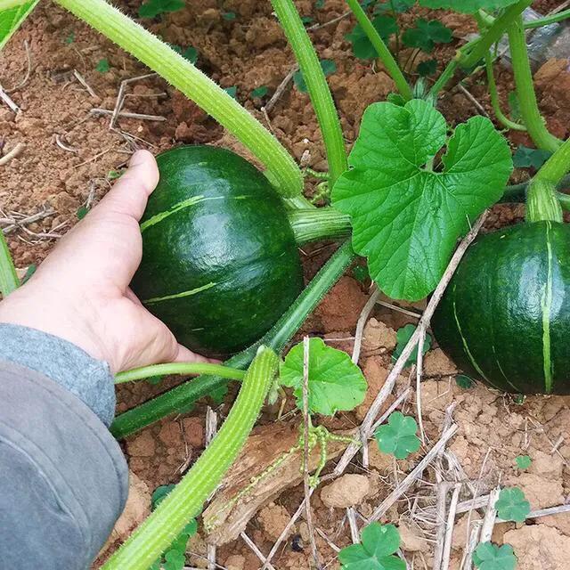 致富南瓜种植方法视频_致富南瓜种植方法图解_南瓜种植致富方法