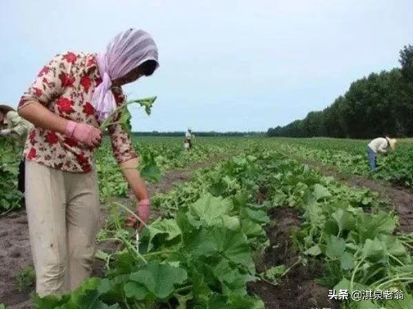 南瓜种植致富方法_致富南瓜种植方法图片_致富南瓜种植方法视频