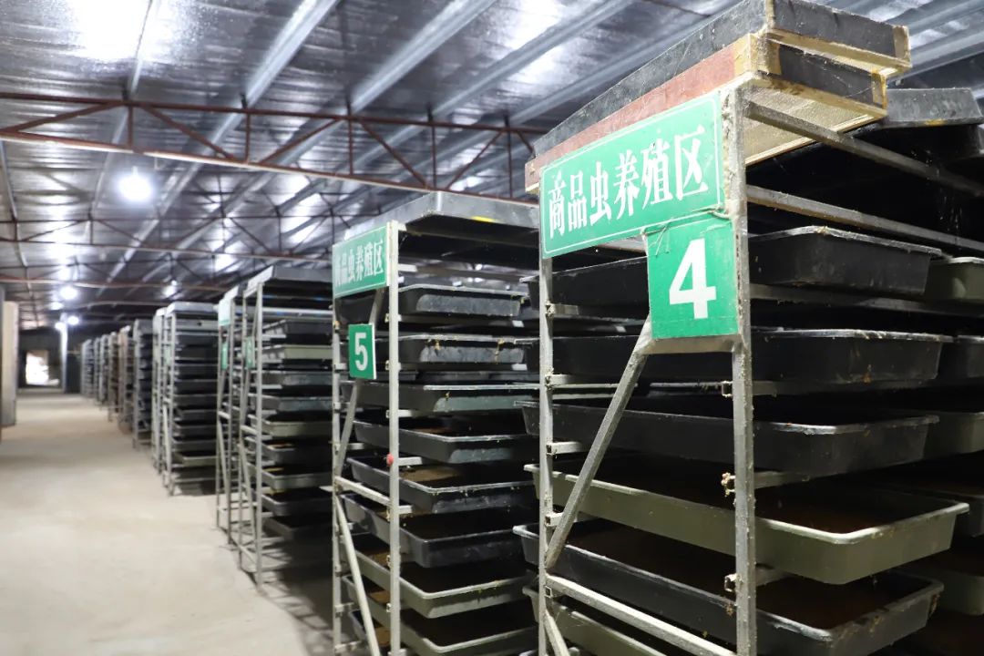 致富经养虫子鸡视频全集_养殖大肉虫致富_致富经红虫养殖