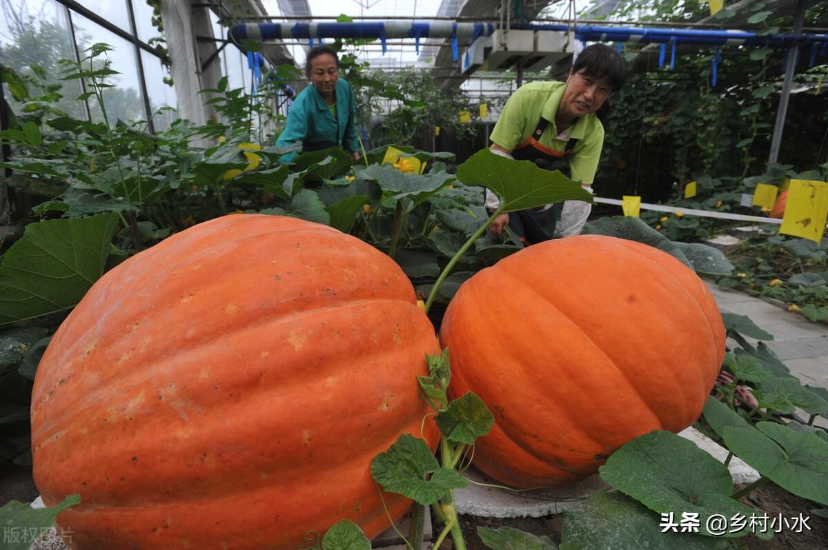 种的南瓜结得少？老农教你5个“小妙招”，南瓜结得多、个头大