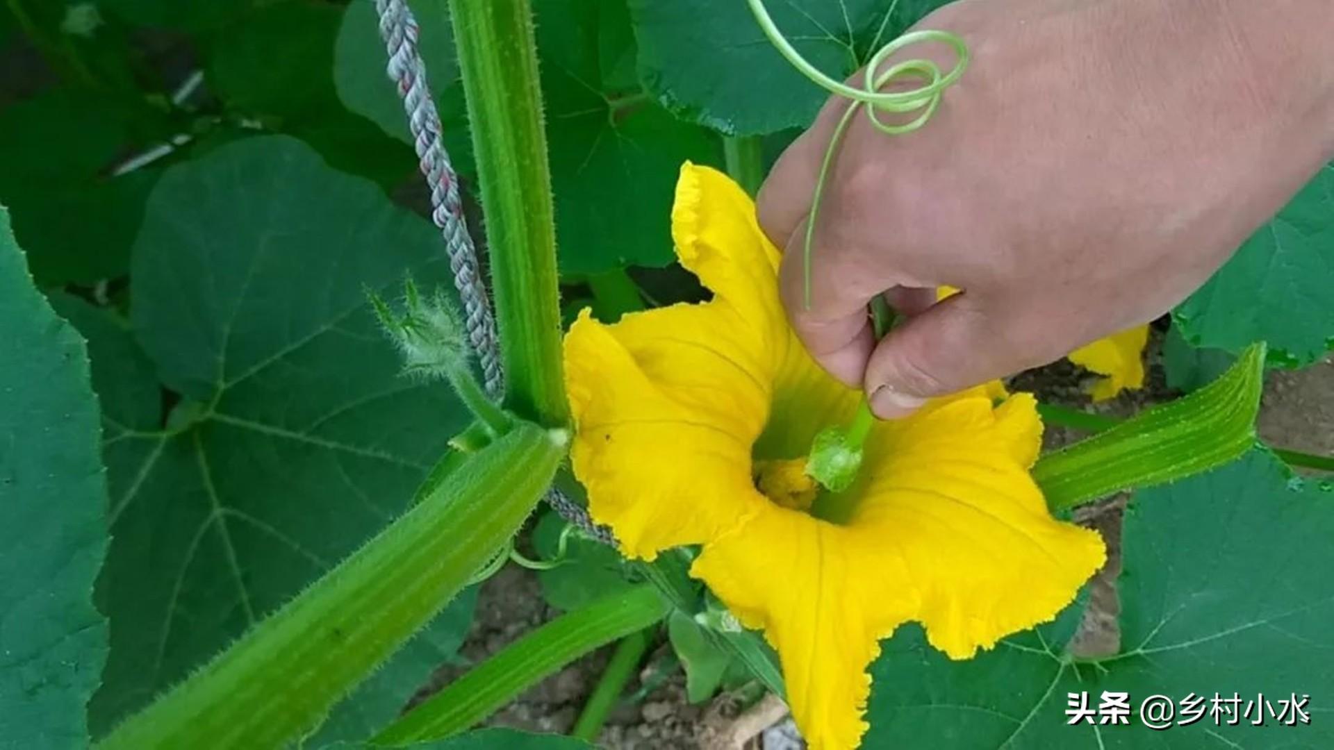 致富经南瓜种植视频_南瓜种植致富方法_南瓜种植效益