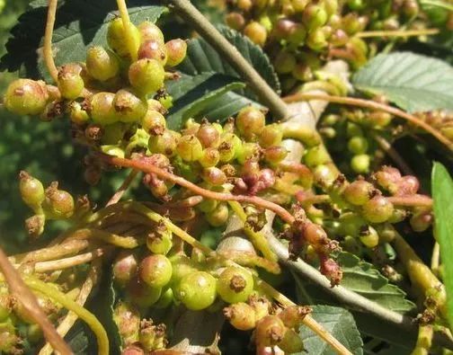农村致富项目种植业_致富农村种植_农村致富种植项目