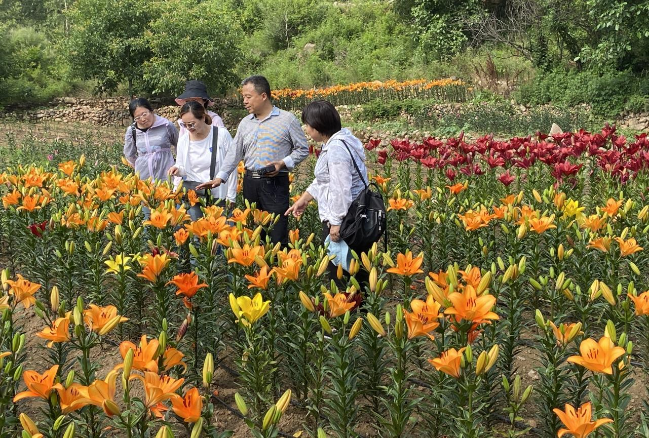 边光亚和花卉科技服务团队在冷凉山区露地百合基地安排工作