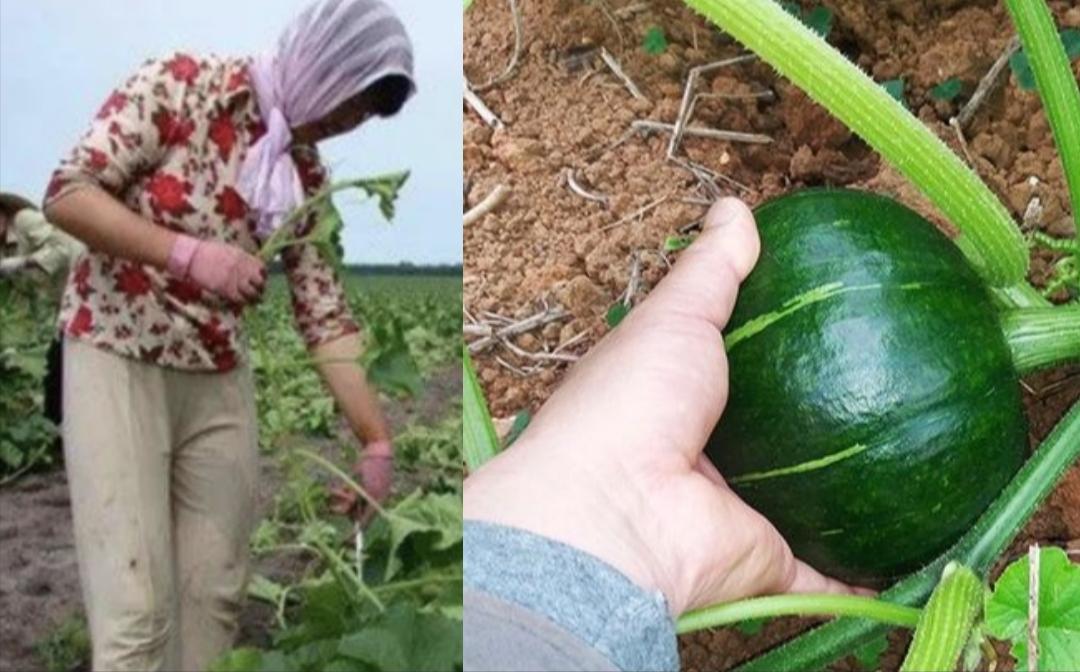 致富南瓜种植方法图解_致富南瓜种植方法视频_南瓜种植致富方法