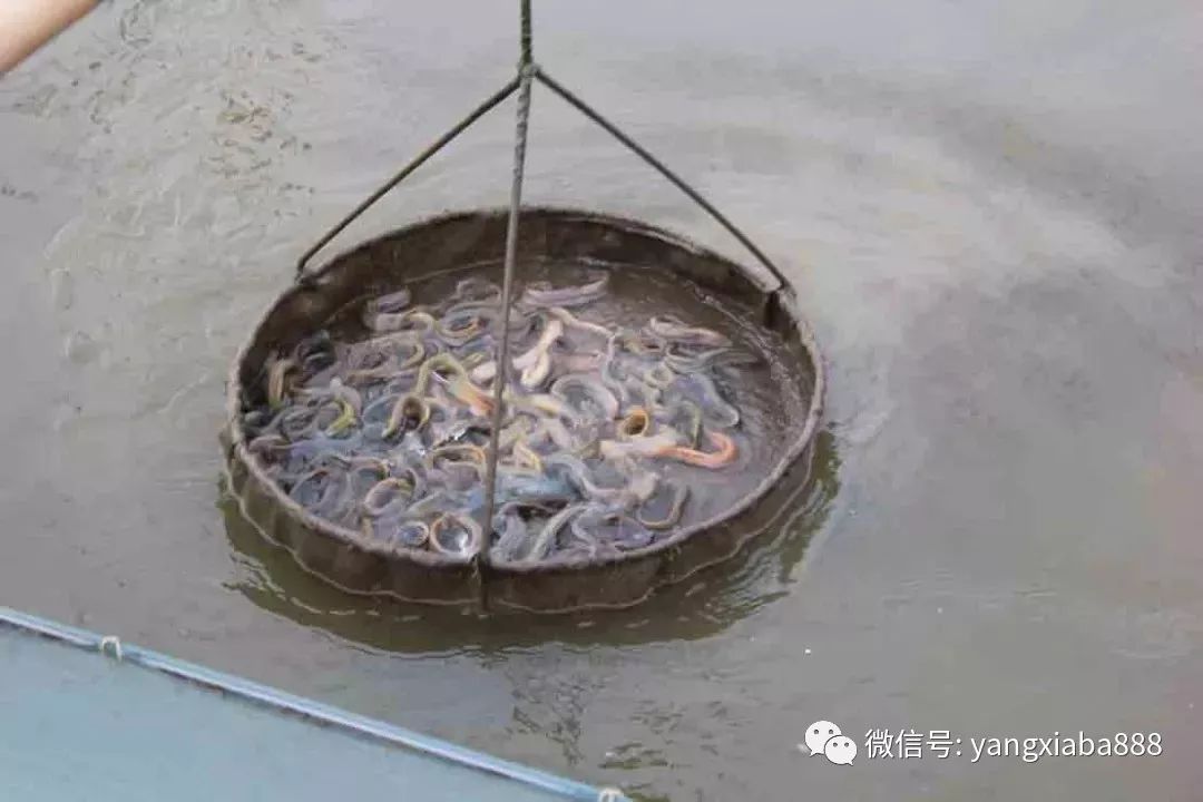 水产品养殖致富经验分享_水产致富网_水产养殖致富项目