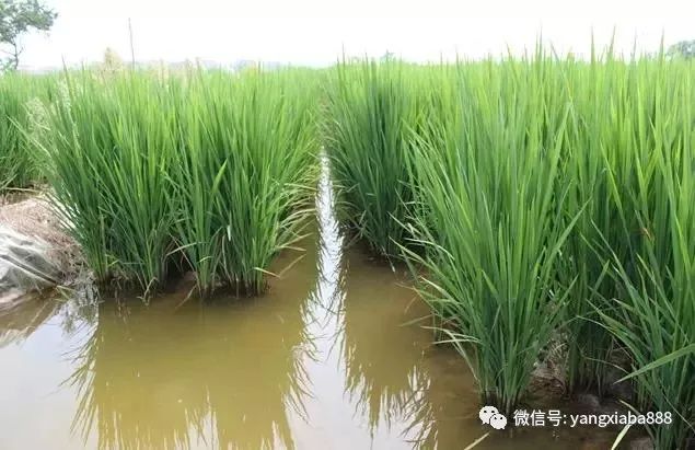 水产致富网_水产养殖致富项目_水产品养殖致富经验分享