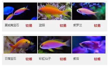 金鱼养殖新技术_金鱼养殖业_福建金鱼养殖技术