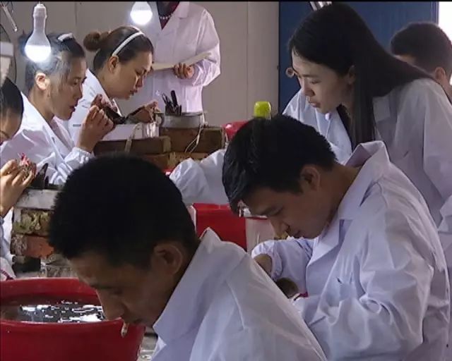 养殖家庭河蚌技术视频_河蚌家庭怎么养殖技术_河蚌养殖视频教程cctv