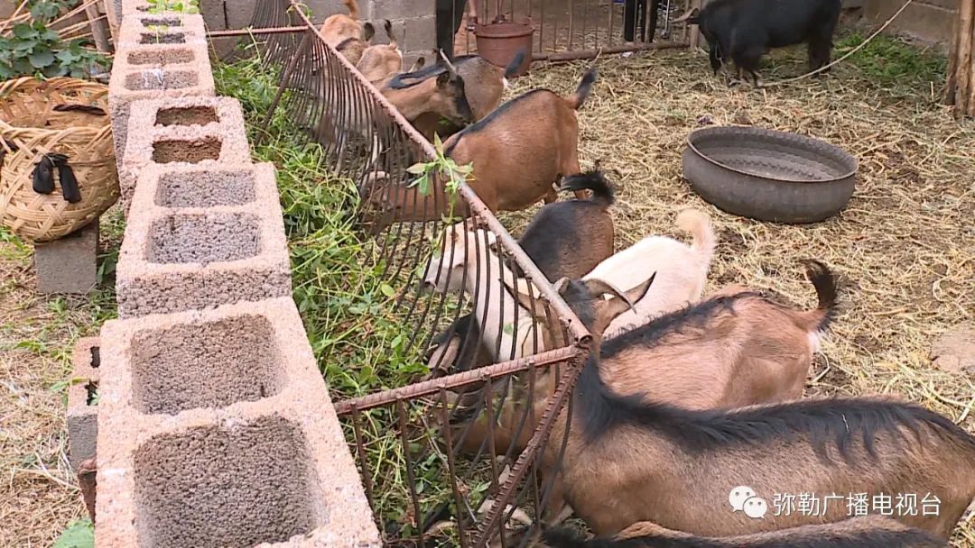 黑石榴树苗的价格_种植黑石榴致富_大果黑石榴的种植前景