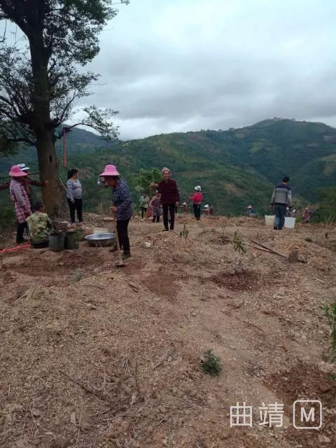 黑石榴种植技术_种植黑石榴致富_黑石榴苗