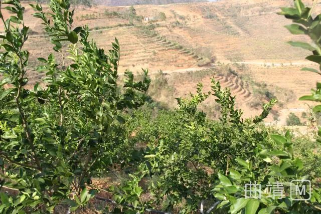 种植黑石榴致富_黑石榴种植技术_黑石榴苗
