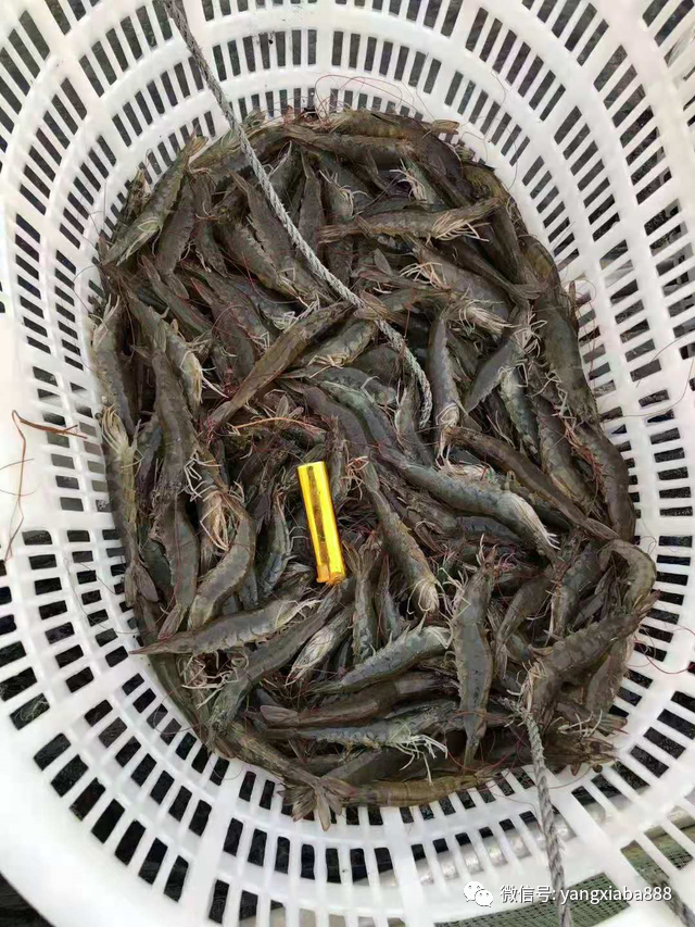 土塘养殖南美白对虾技术_土塘海水南美白对虾养殖技术_南美白养殖技术土塘