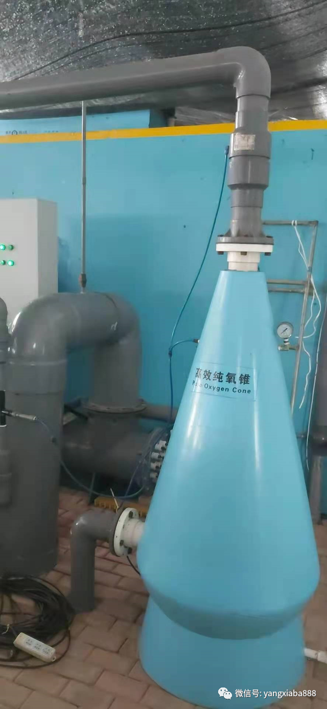土塘海水南美白对虾养殖技术_土塘养殖南美白对虾技术_南美白养殖技术土塘