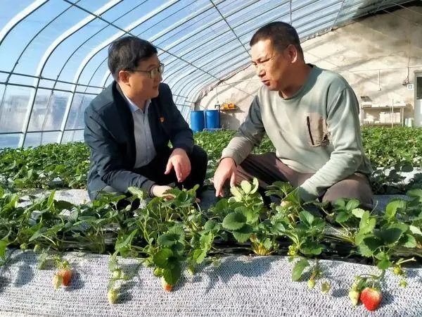 致富经丹东草莓种植大户_丹东种草莓赚钱吗_致富大户种植丹东草莓视频