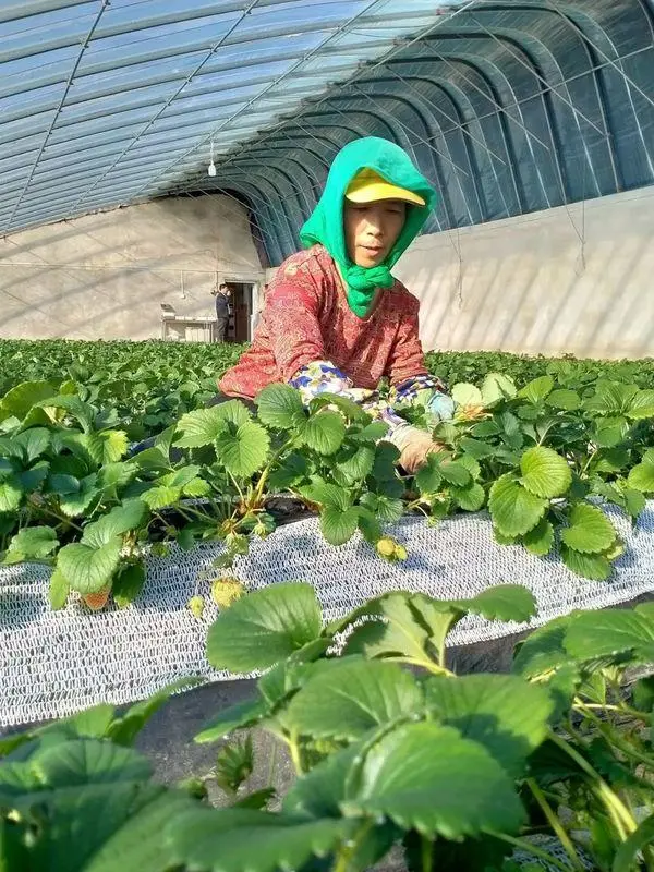 致富大户种植丹东草莓视频_致富经丹东草莓种植大户_丹东种草莓赚钱吗