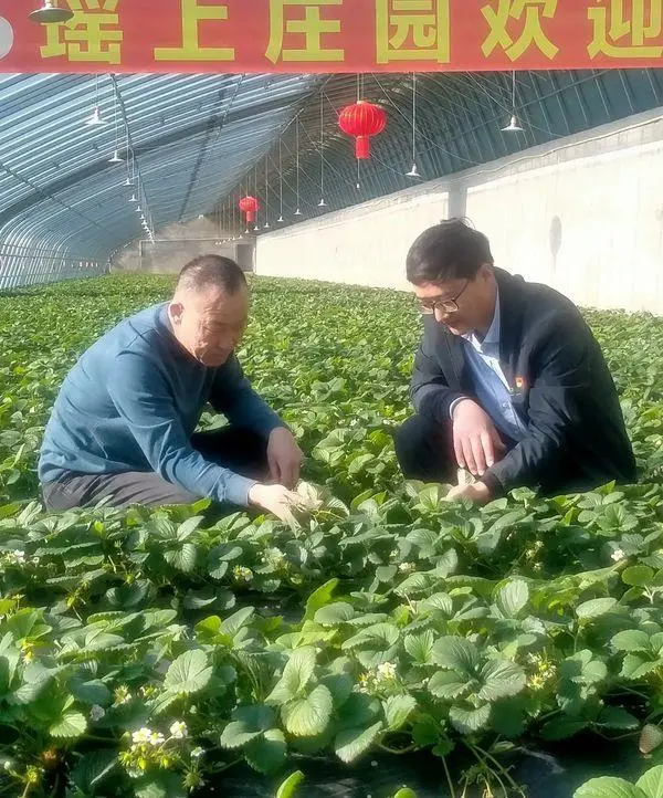 致富大户种植丹东草莓视频_致富经丹东草莓种植大户_丹东种草莓赚钱吗