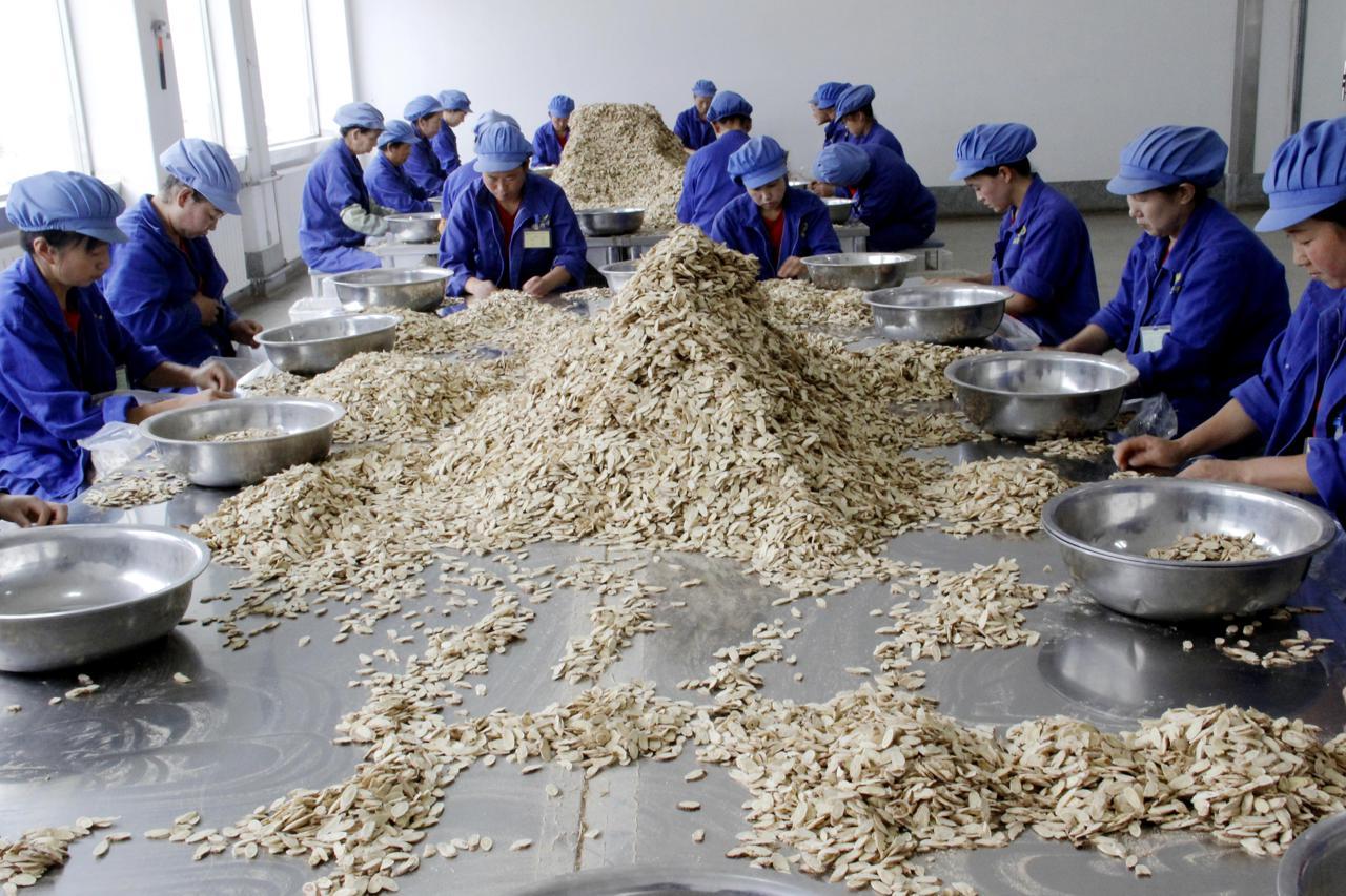 陕西中药材种植_甘肃中药种植_定西中药种植致富