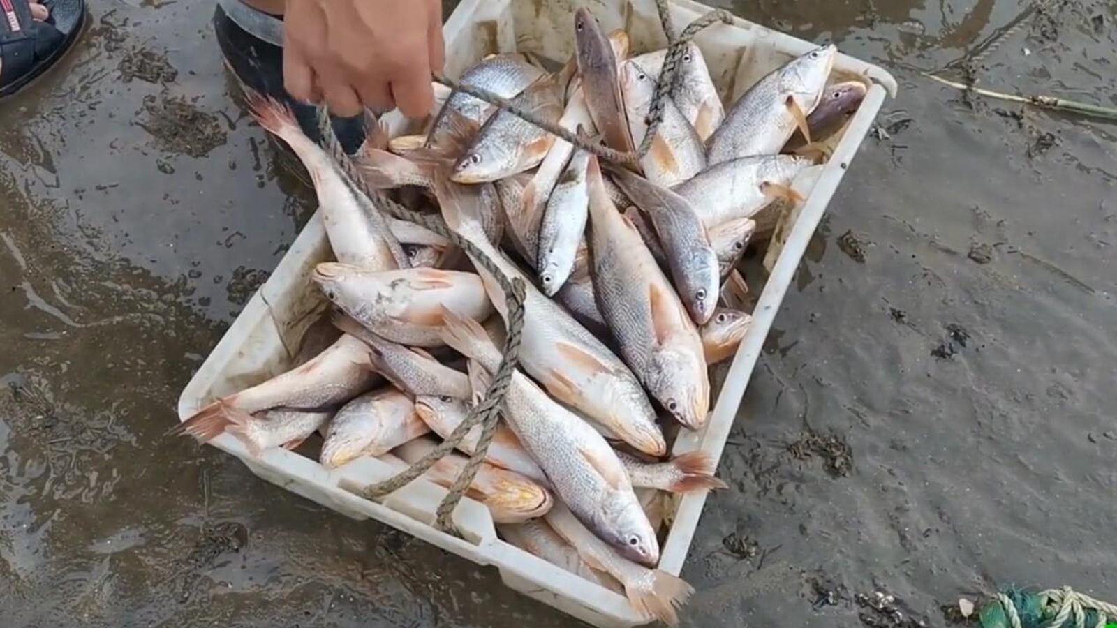 沙钻鱼养殖技术_养沙鱼视频_沙钻鱼能人工养殖吗