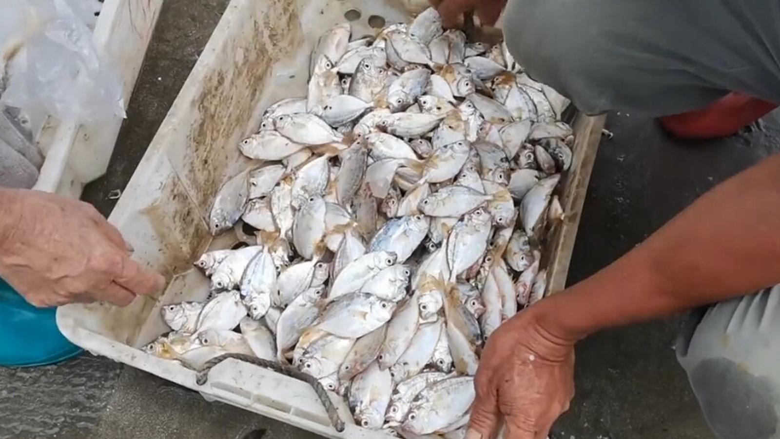 沙钻鱼能人工养殖吗_沙钻鱼养殖技术_养沙鱼视频