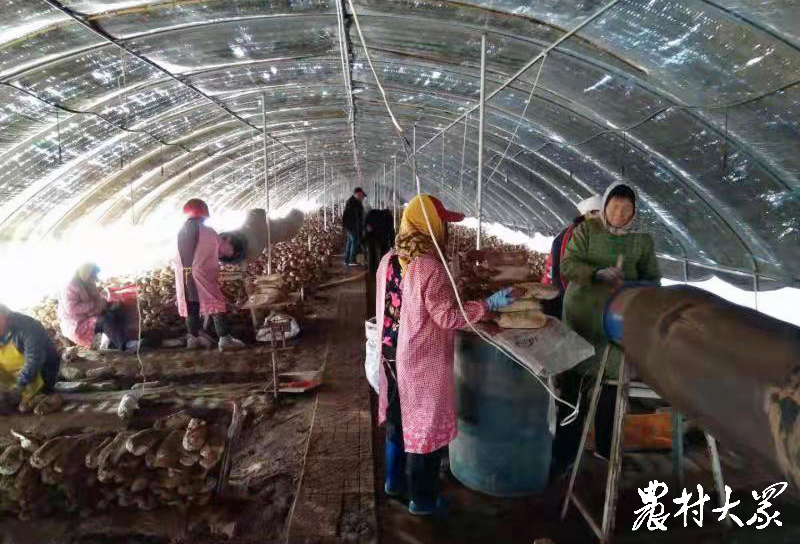 返乡创业种灵芝致富_农民种植灵芝致富_致富灵芝种植农民视频