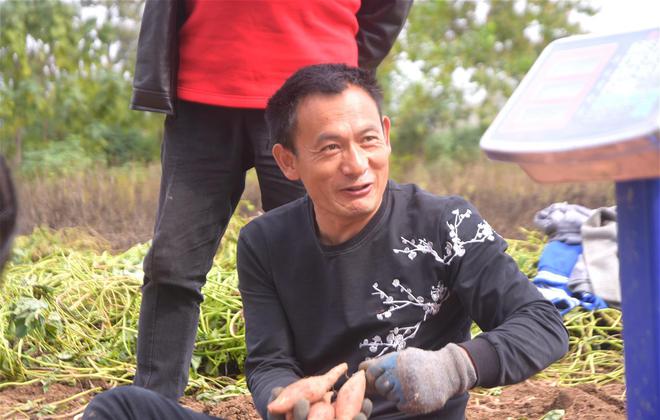 致富红薯养殖技术视频_养殖红薯致富_致富红薯养殖视频