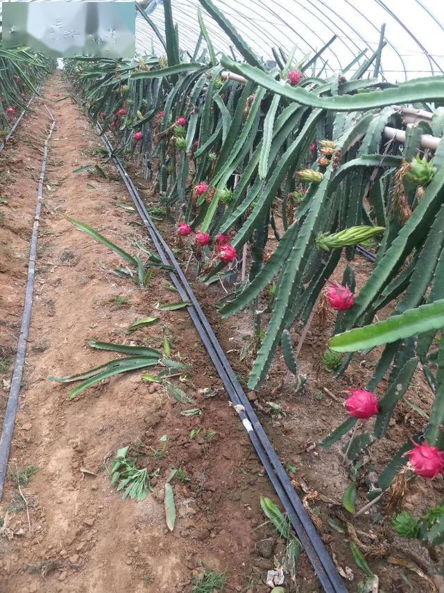 种植水果致富案例_水果致富经_致富经种植三种水果亩收入过亿